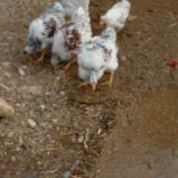 ویاندوت معاوضه|حیوانات مزرعه|اصفهان, سرشبادران|دیوار