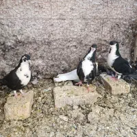 کبوتر . کفتر