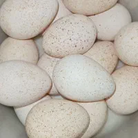 تخم بوقلمون