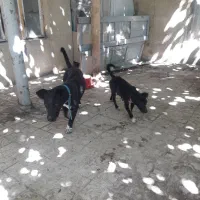 سگ پا کوتاه