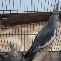 عروس هلندی ۵ ماهه