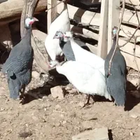 مرغ شاخدار سفید وطوسی