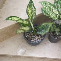 همه دونه ای 100|گل و گیاه طبیعی|نیشابور, شهید بهشتی|دیوار