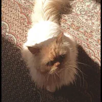 واگذاری یک عدد گربه