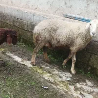 گوسفند