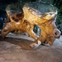 میز تنه یک تکه گردو طبیعی