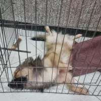 حیوان خانگی|سگ|گرگان, |دیوار