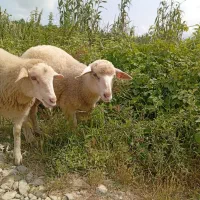 فروش دام ژن دار