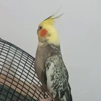 عروس هلندی ماده|پرنده|فردیس, فردیس|دیوار