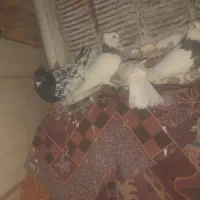 کبوتر ،کفتر