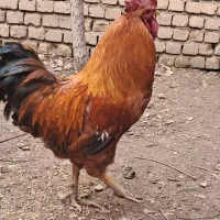 خروس نژاد گلپایگانی