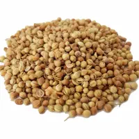 گشنیز