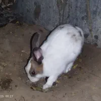 دو عدد خرگوش گمشده|موش و خرگوش|بیرجند, |دیوار