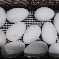 تخم غاز و اردک نطفه دار