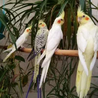 عروس هلندی|پرنده|تهران, شمشیری|دیوار