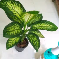 گل آگلونما، زاموفیلیا ، خاک و کود مخصوص رشد