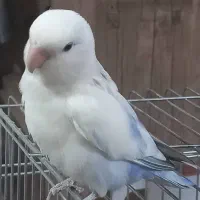 طوطی برزیلی جفت|پرنده|تهران, زرکش|دیوار