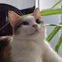 گربه