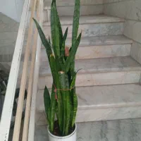 گل با گلدان