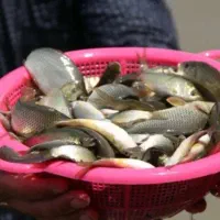 بچه ماهی آمور و کپور آزاد بیکهد