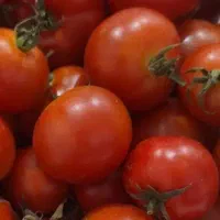 گوجه باغی