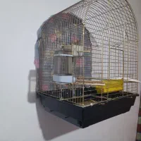 فنچ گورخری|پرنده|ارومیه, |دیوار