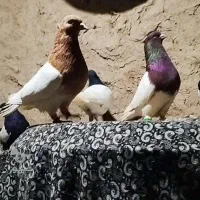 کفتر بوم قلدر