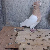 کبوتر رنگی|پرنده|اشتهارد, |دیوار