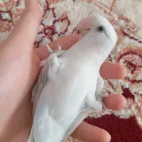 طوطی برزیلی دستی|پرنده|مریوان, |دیوار