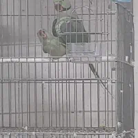 سلام شاه طوطی و ملنگو درجه یک|پرنده|خلیل آباد, |دیوار