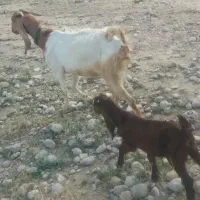 بز با یه کهره