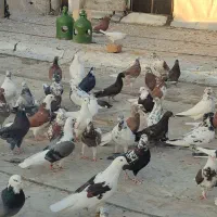 کبوترپرشی
