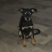 سگ رتفایلر ماده ۳ماه