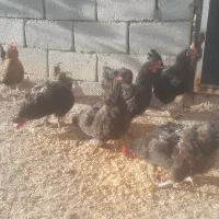 مرغ محلی،الاتی تخم گذار چهار تا کاکلی سه تا معمولی|حیوانات مزرعه|جغتای, |دیوار