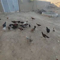 تعدادی مرغ و جوجه تخم گذار|حیوانات مزرعه|کرمانشاه, |دیوار