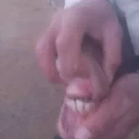 میش ابستن ..گوسفند مایه کرده