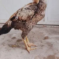 مرغ و خروس لاری گم شده