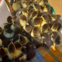 جوجه اردک اسرائیلی ۱۰روزه