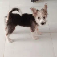 واگذاری رایگان میکس شیتزو|سگ|صدرا-فارس, فاز ۱|دیوار