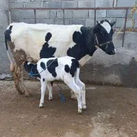 گاودورگ با گوساله ماده