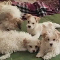 سگ ماده|سگ|اصفهان, عطار نیشابوری|دیوار