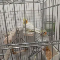 یک جفت عروس هلندی