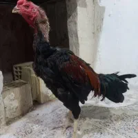 لاری