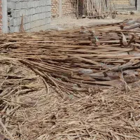 شاک برای کشت خیار