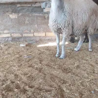 شیشک میش افشاری|حیوانات مزرعه|مبارکه, |دیوار