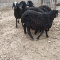 گوسفند بره ماده و نر