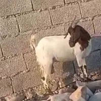 این بز دوزدیده شده هر کجا اینو دیدی خبرم بده