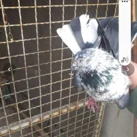 کبوتر پرشی|حیوانات|نظرآباد, رسالت|دیوار