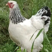یک ست مولد برهما لایت