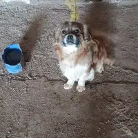 سگ رام دستی پا کوتاه